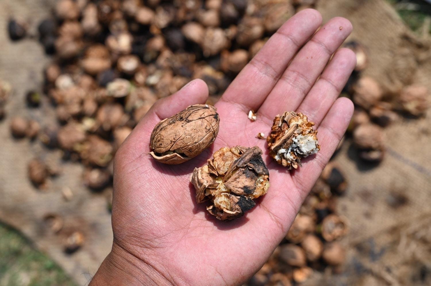 Harvesting Kashmiri Walnuts: A Tale of Valour and Patience