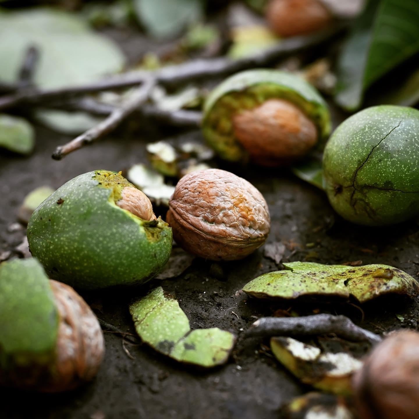 The Walnut Groves of Kashmir: What Grows Between the Mountains