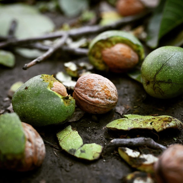 The Walnut Groves of Kashmir: What Grows Between the Mountains