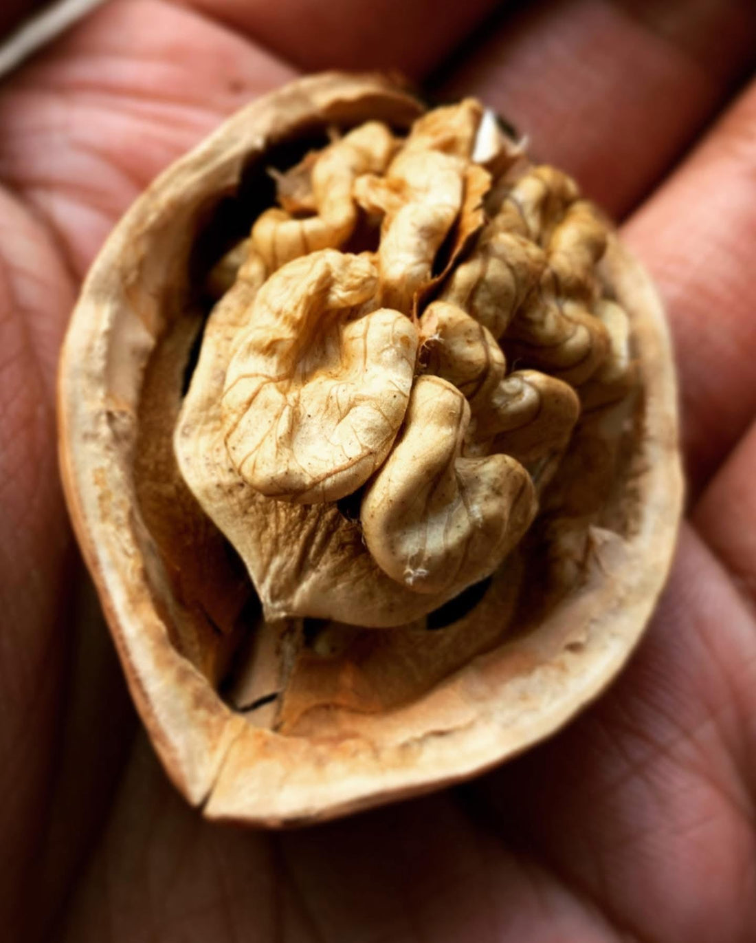 Harvesting Kashmiri Walnuts: A Tale of Valour and Patience
