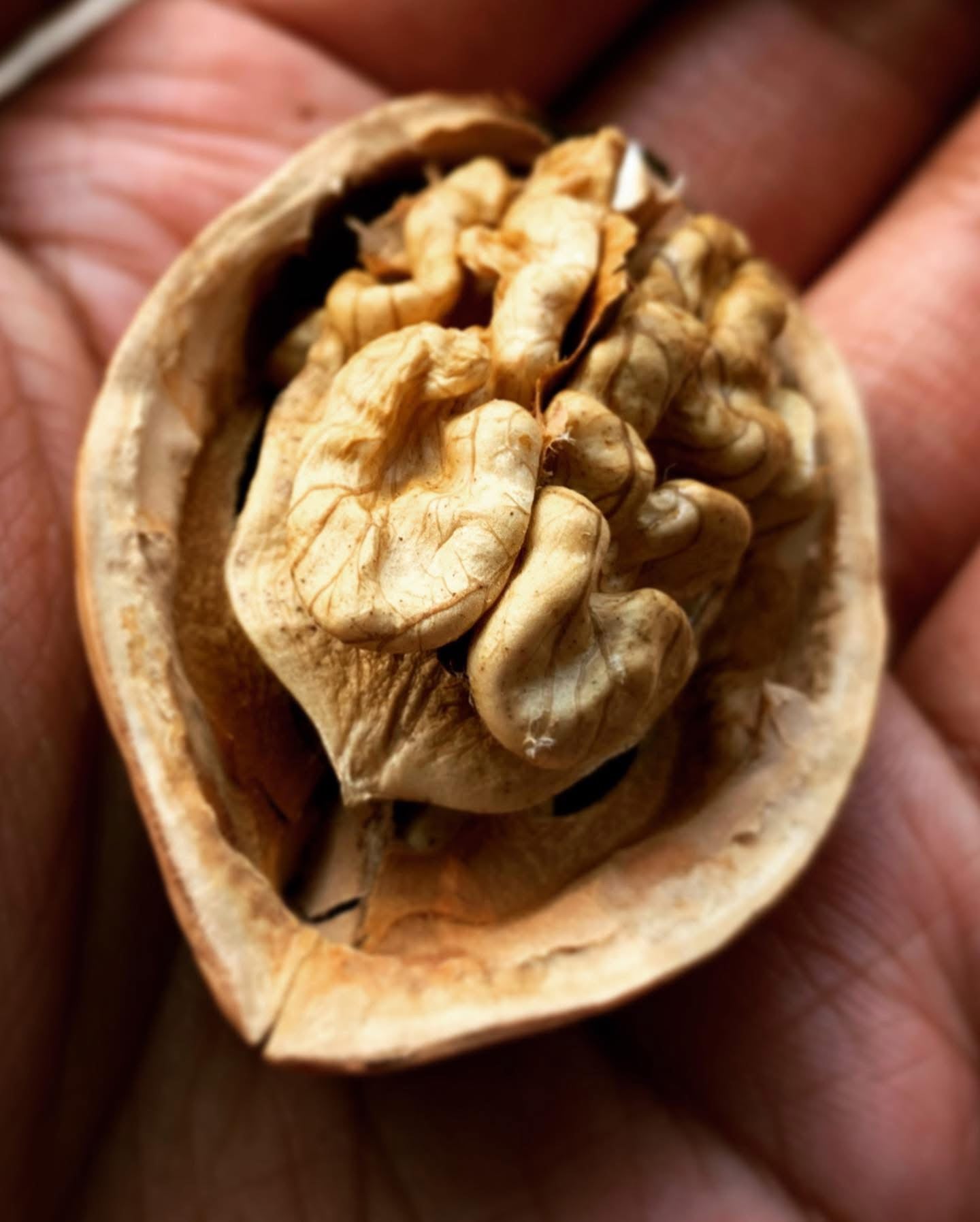 Harvesting Kashmiri Walnuts: A Tale of Valour and Patience
