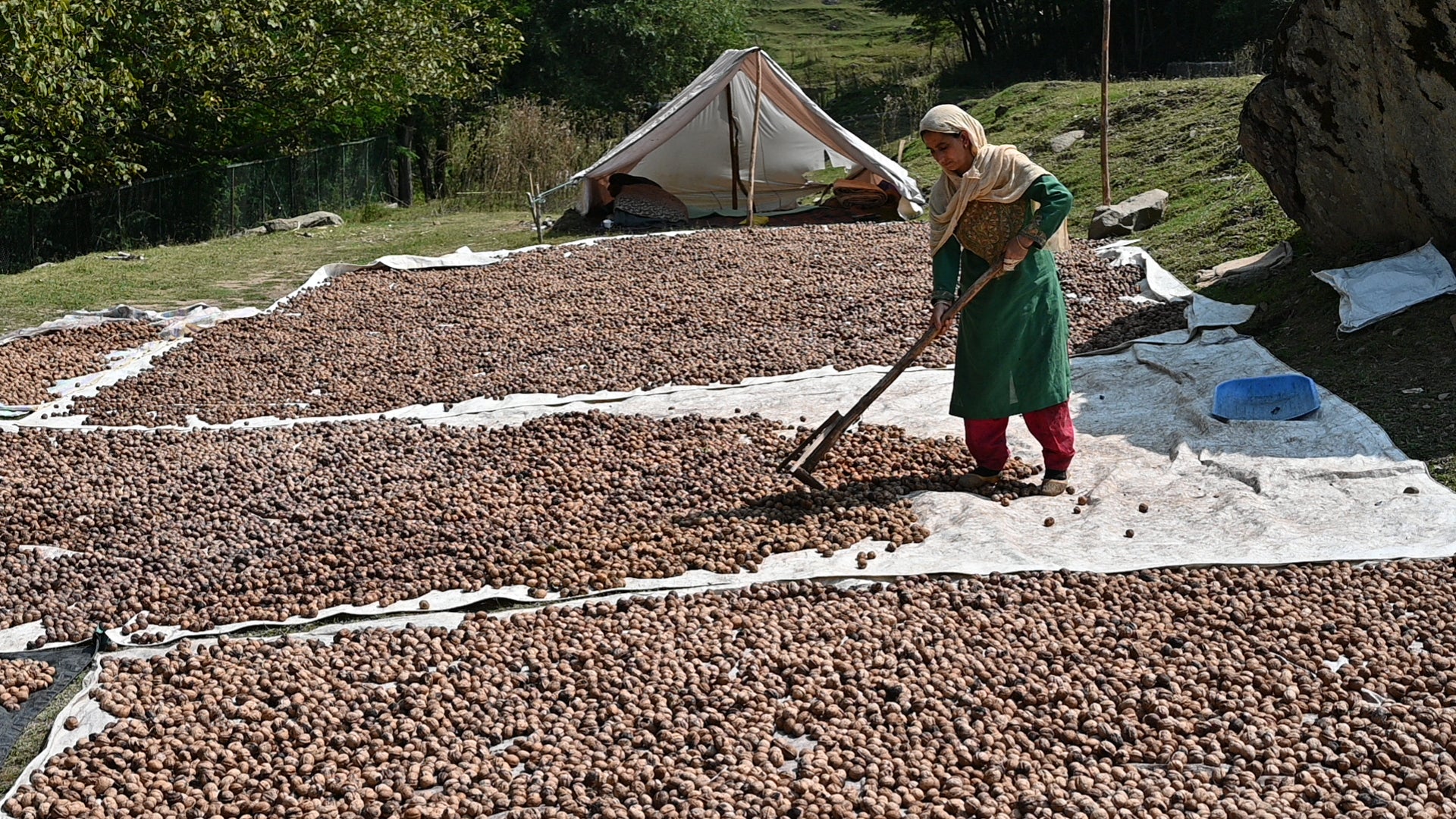 Walnut Season