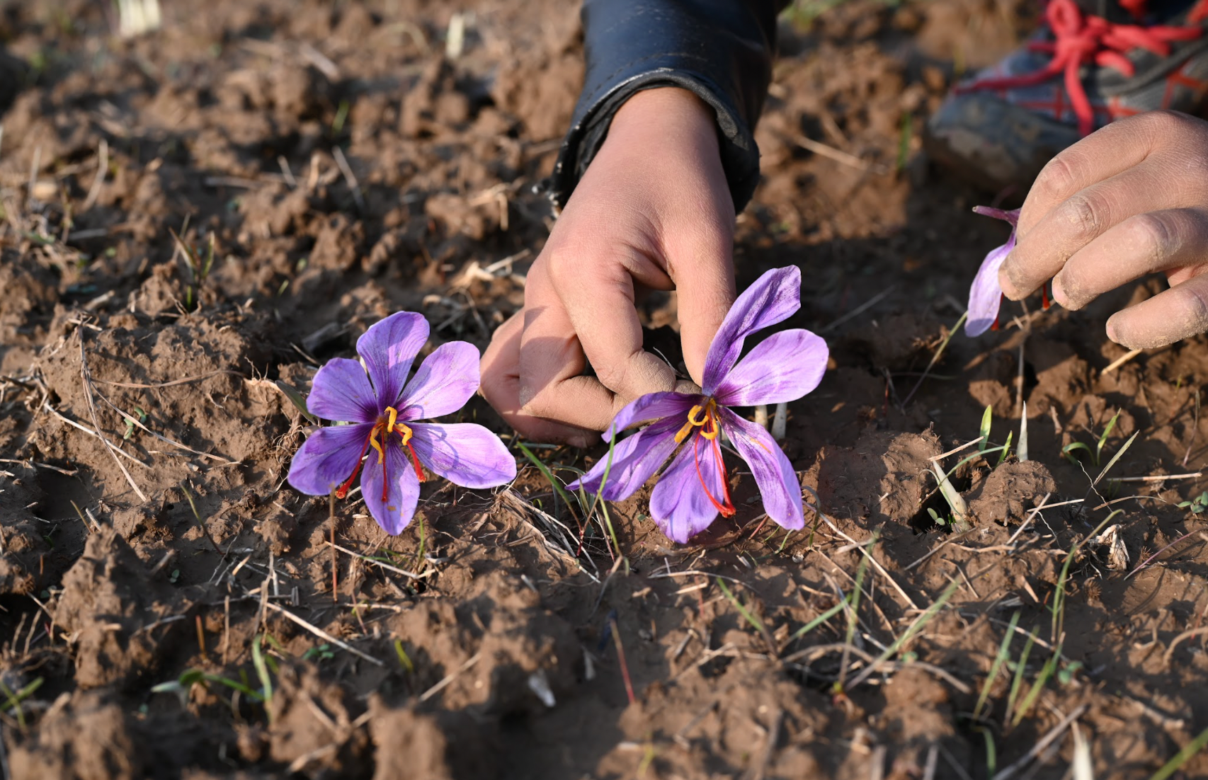 Saffron Harvest