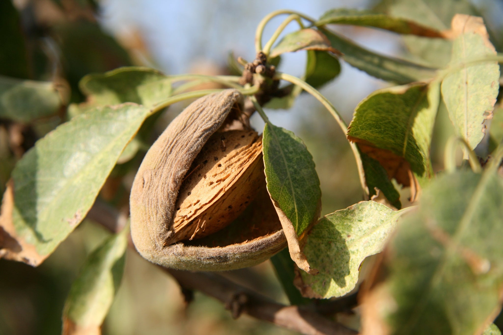 Premium Dry Fruits