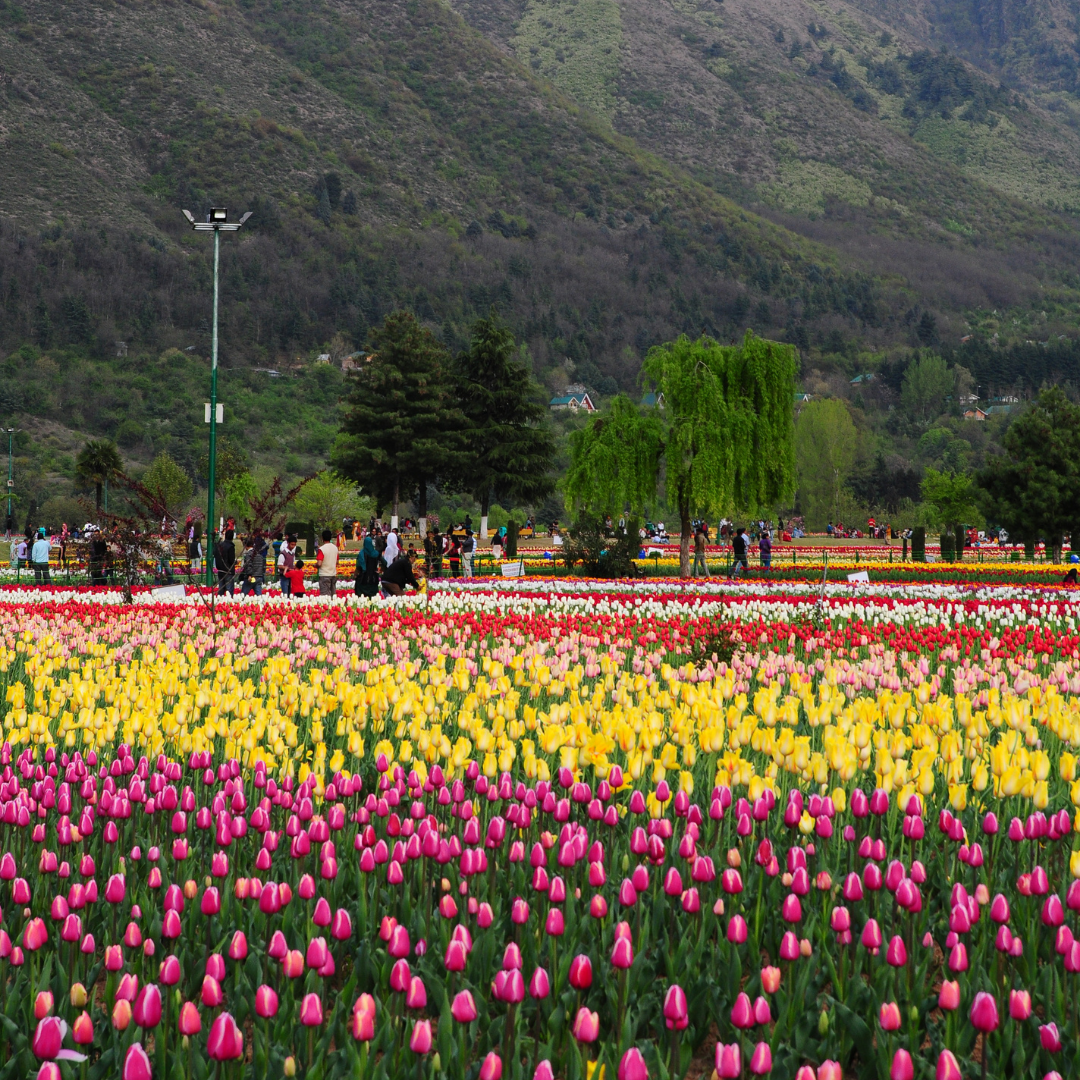Kashmiri Rose Petal Jam (Gulkand)