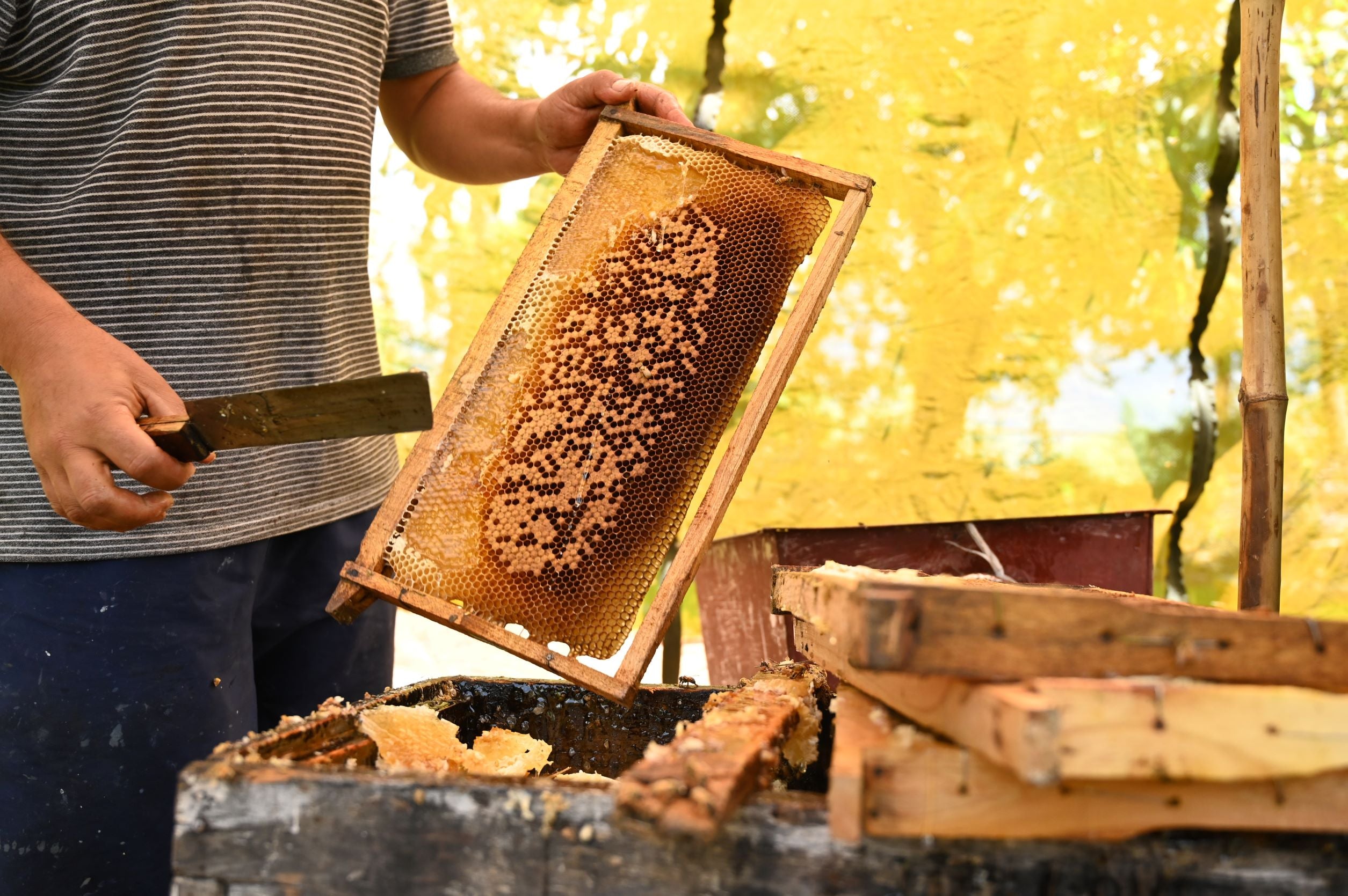 Multi-Flower Kashmiri Honey