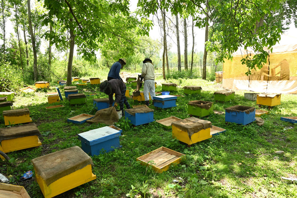 Multi-Flower Kashmiri Honey