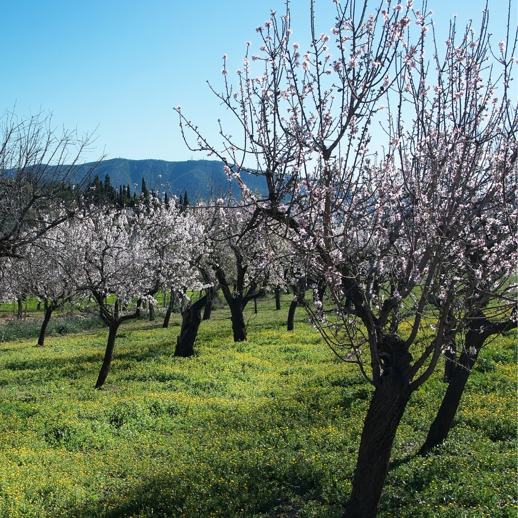Kashmiri Almonds - Kanz & Muhul 