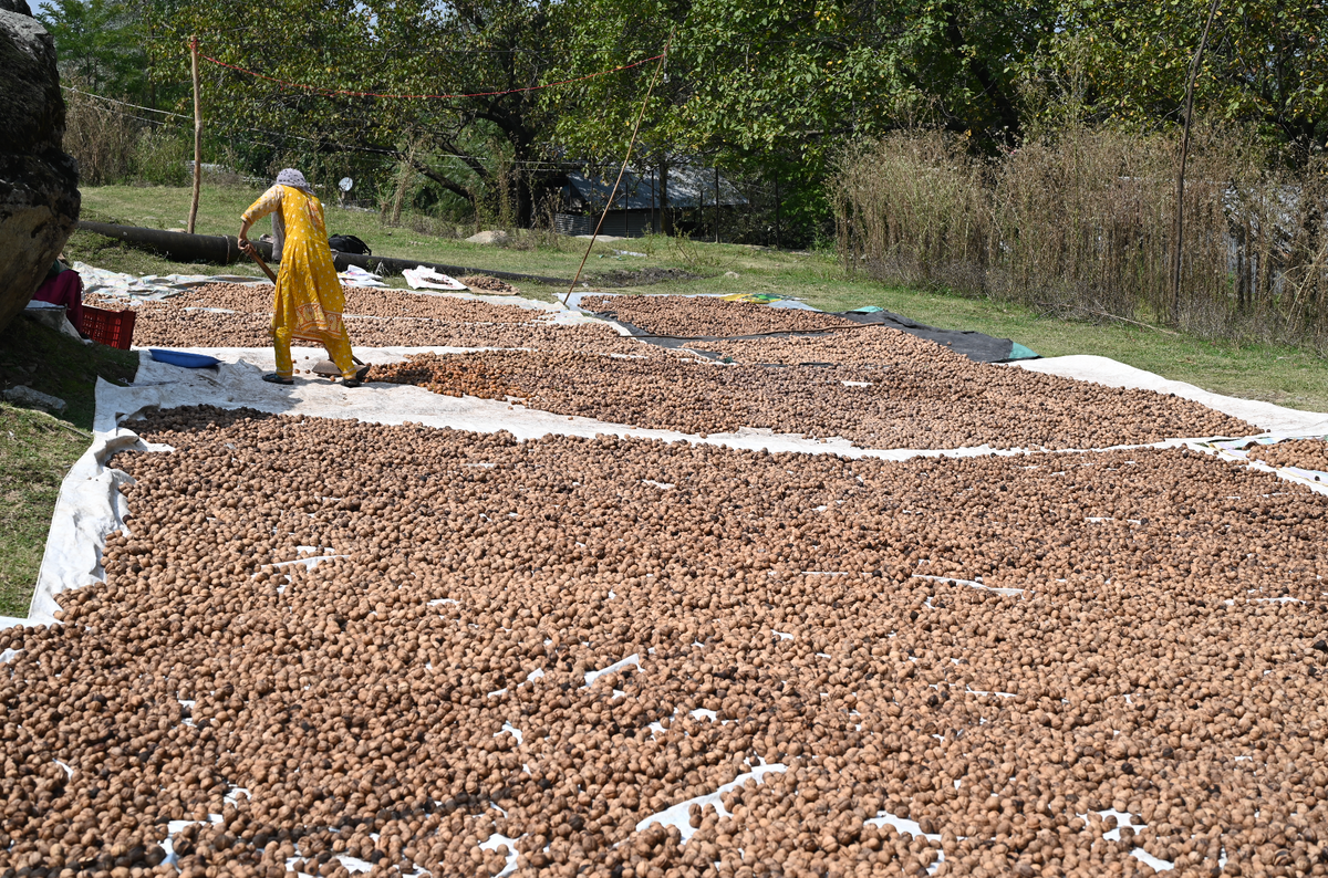 Buy Kashmir Walnuts (Akhrot) Online At Best Prices – K&M - Kanz & Muhul