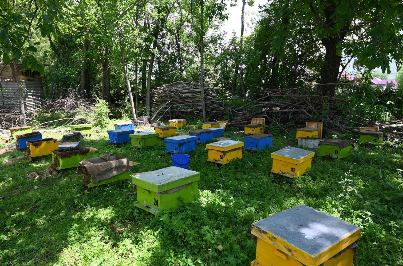 Kashmiri Solai (Solai) Honey