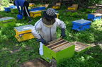 Buy Kashmiri Solai (Solai) Honey