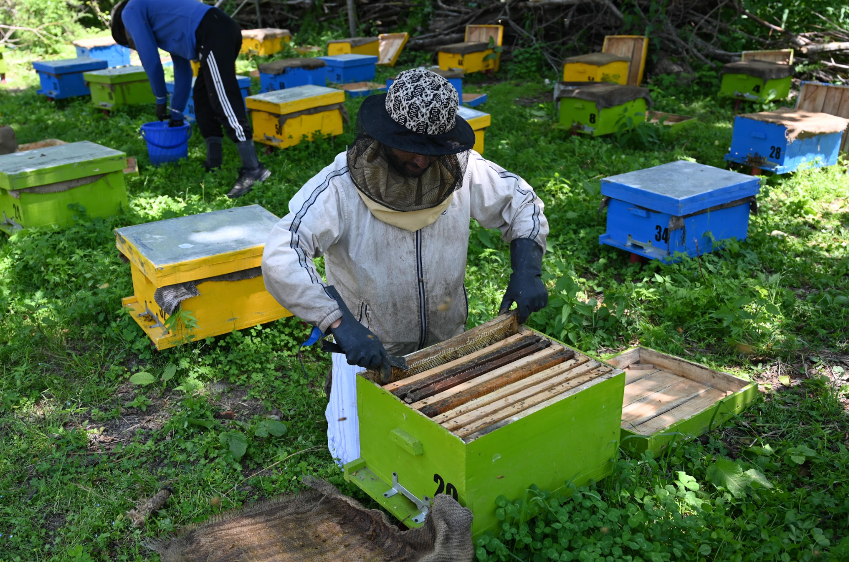 Buy Kashmiri Solai (Solai) Honey