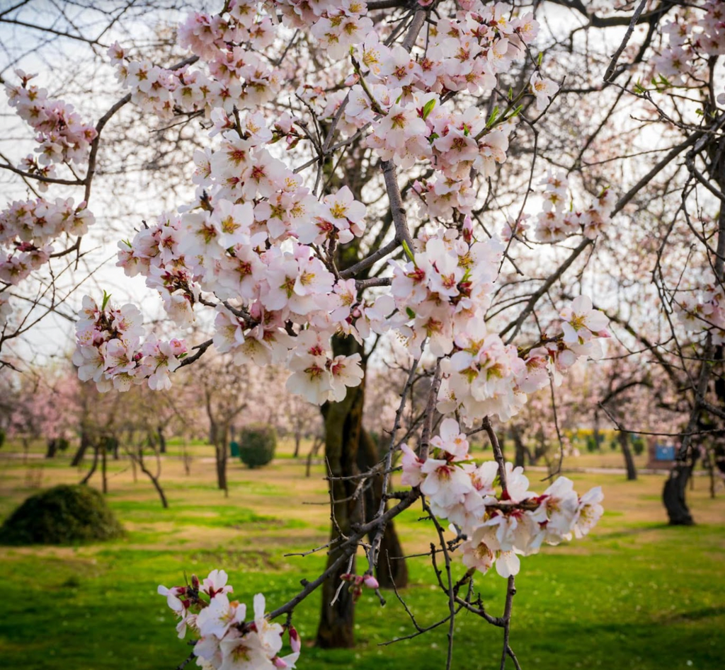 Premium One-Tree Kashmiri Mamra Almonds